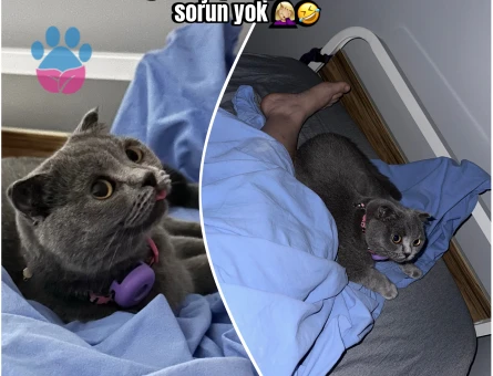 Scottish fold kızım eş arıyor