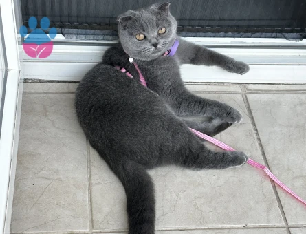 Scottish fold kızım eş arıyor