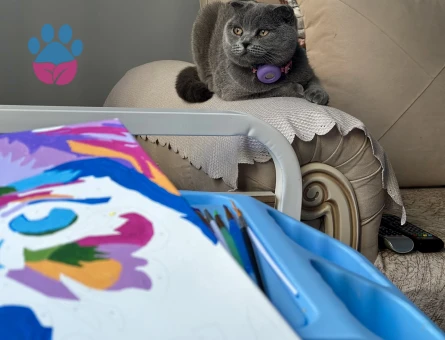 Scottish fold kızım eş arıyor