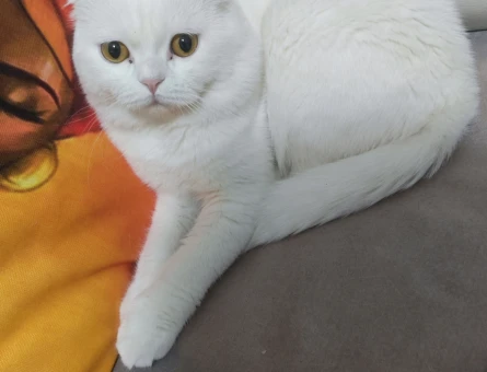 Dişi kedi ariyoruz - 118972408