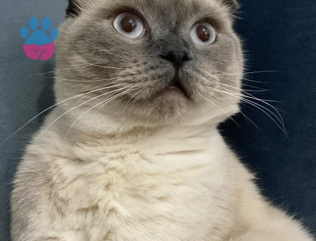 Oğluma eş arıyorum