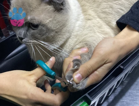 Oğluma eş arıyorum