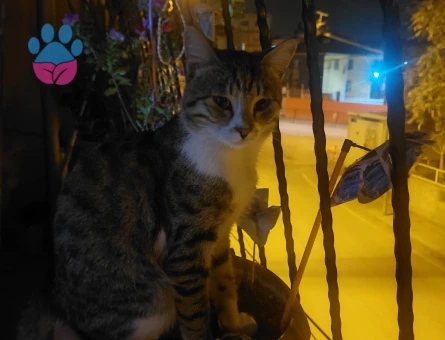 Kızgınlık döneminde