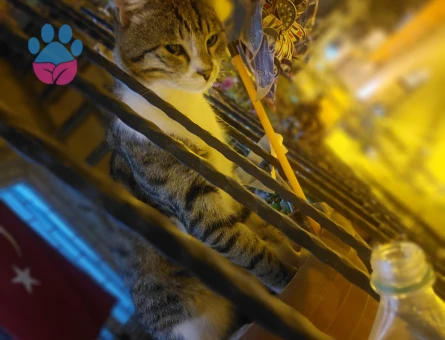 Kızgınlık döneminde