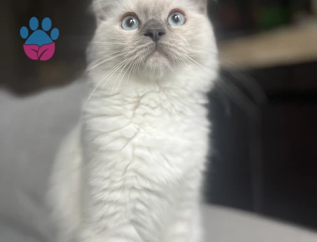 ponçik oğlumuza gelin arıyoruz