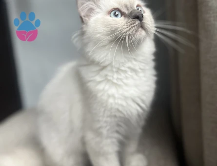 ponçik oğlumuza gelin arıyoruz