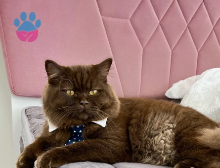 Britsh shorthair Kahverengi