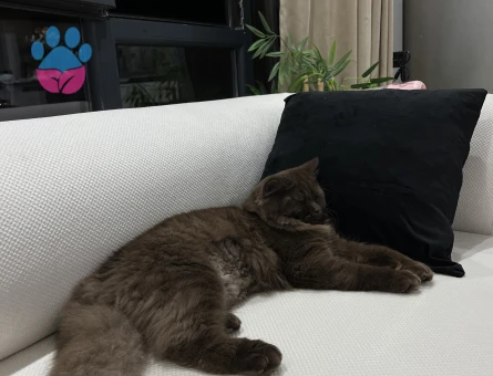 Britsh shorthair Kahverengi