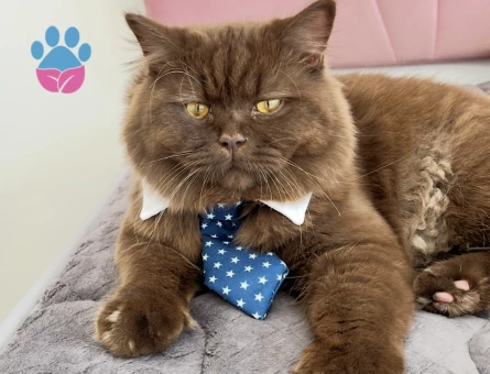 Britsh shorthair Kahverengi