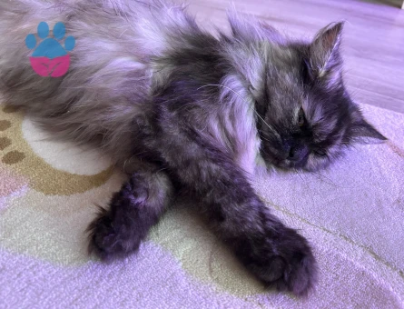 Kedime eş arıyorum