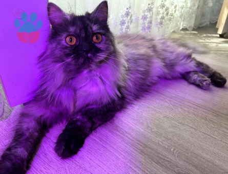 Kedime eş arıyorum