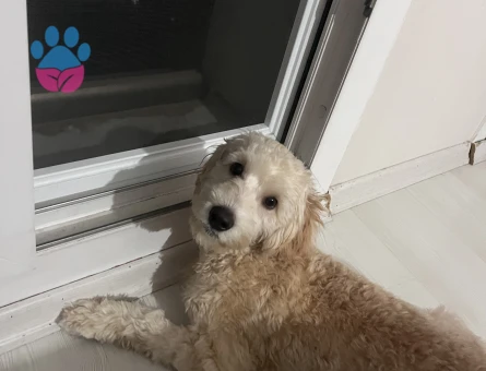 Maltipoo oğluma eş arıyorum.