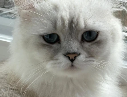 British longhair - 118980428