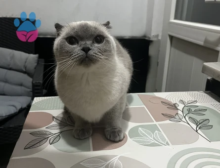 3 yasindaki Maşa eş ariyor