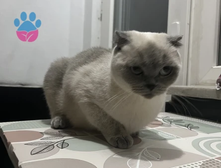 3 yasindaki Maşa eş ariyor