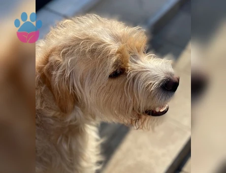 TOPRAK - Terrier Golden kırması - ERKEK