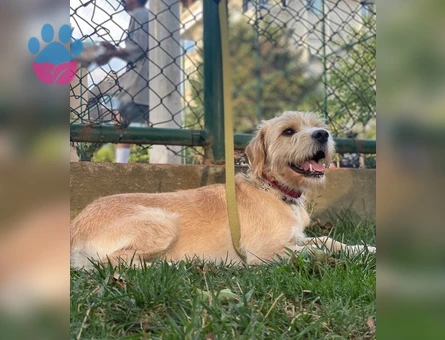 TOPRAK - Terrier Golden kırması - ERKEK