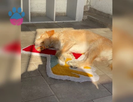 TOPRAK - Terrier Golden kırması - ERKEK