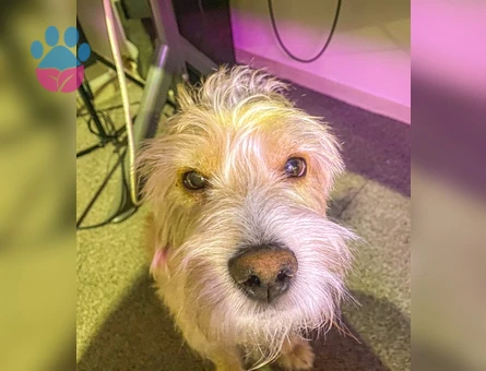 TOPRAK - Terrier Golden kırması - ERKEK