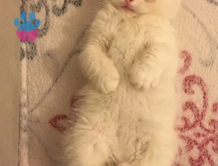 Kızıma eş arıyorum