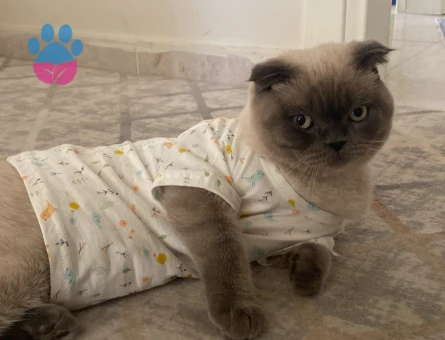 scottish fold bluepoint