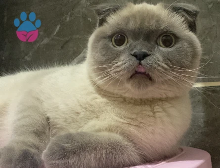 scottish fold bluepoint