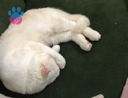 British Shorthair Yakışıklı Oğluma Eş Arıyorum