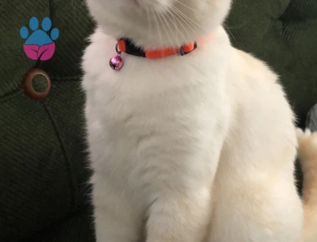 British Shorthair Yakışıklı Oğluma Eş Arıyorum