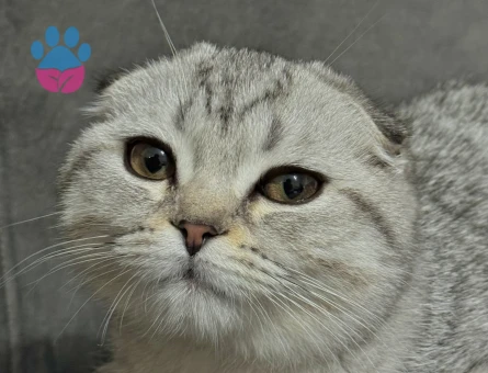 Dişi Scottish Fold (çiftleştirmek için)