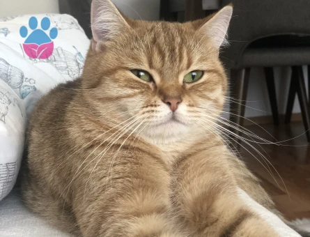 Kedim eftelyaya acil eş arıyorum