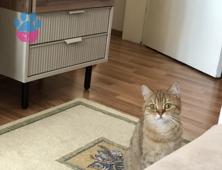 Kedim eftelyaya acil eş arıyorum