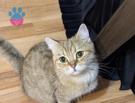 Kedim eftelyaya acil eş arıyorum