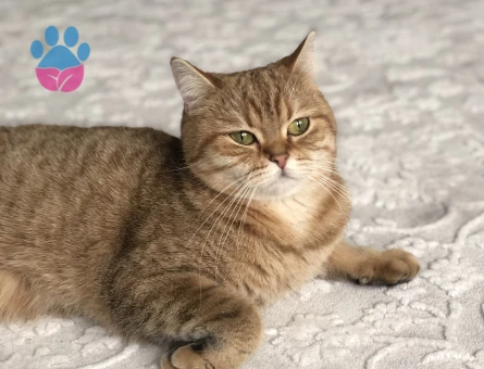 Kedim eftelyaya acil eş arıyorum