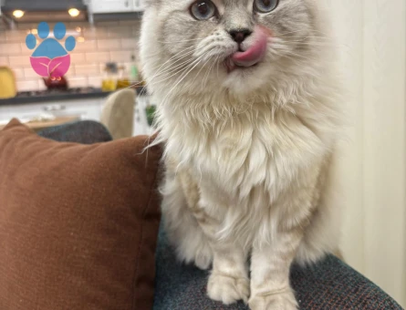 1.5 Yaş British Longhair Erkeğim için Dişi Kedi