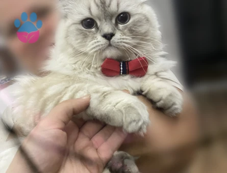 1.5 Yaş British Longhair Erkeğim için Dişi Kedi