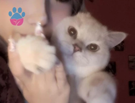 Alfa Gojo Bey Esini Arıyor 🤍