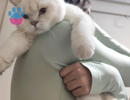 Alfa Gojo Bey Esini Arıyor 🤍