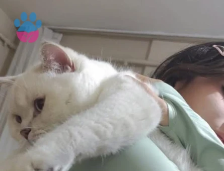 Alfa Gojo Bey Esini Arıyor 🤍