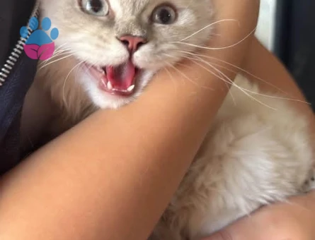 Alfa Gojo Bey Esini Arıyor 🤍