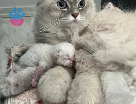 Alfa Gojo Bey Esini Arıyor 🤍