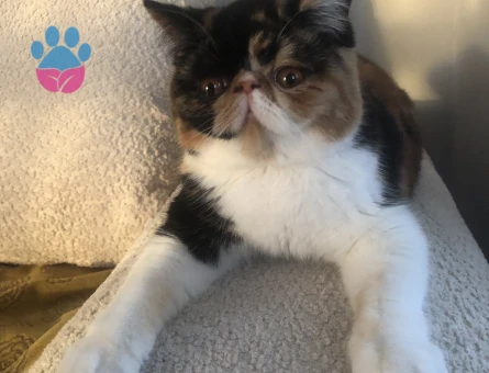 Güzeller güzeli kızıma eş arıyorum