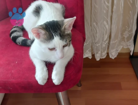 Tekir Erkek Kedime Eş Arıyorum