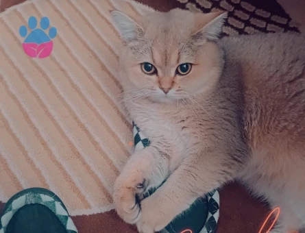 British golden shaded kızıma damat arıyorum 🤭