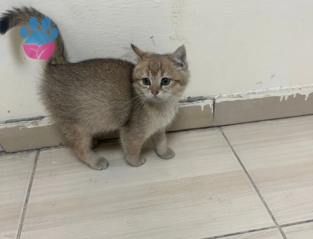 British Oğluşuma eş arıyoruzzz