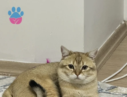 British Oğluşuma eş arıyoruzzz