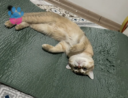 British Oğluşuma eş arıyoruzzz