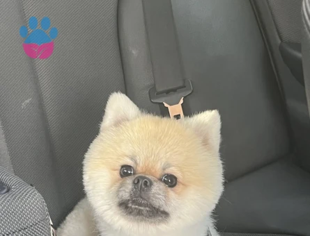 Pomeranian Boo Oğluma Eş Arıyorum