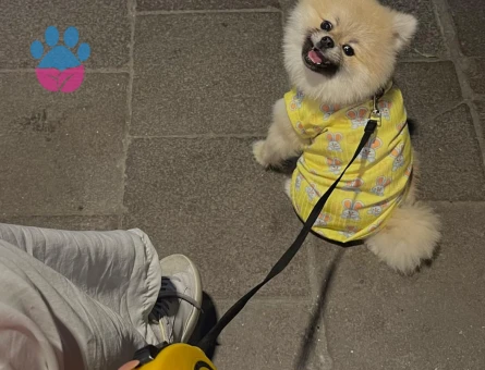 Pomeranian Boo Oğluma Eş Arıyorum