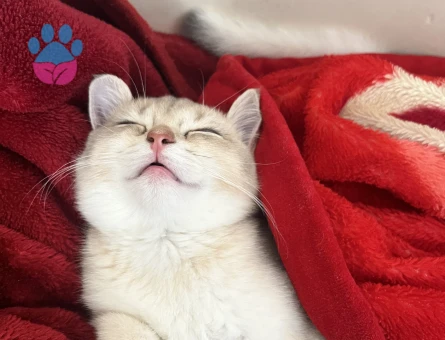 Erkek kedime dişi arıyorum