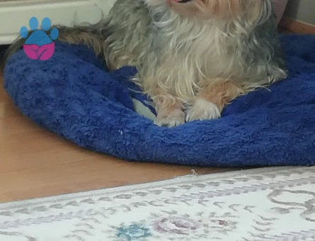 Oğlumuza eş arıyoruz